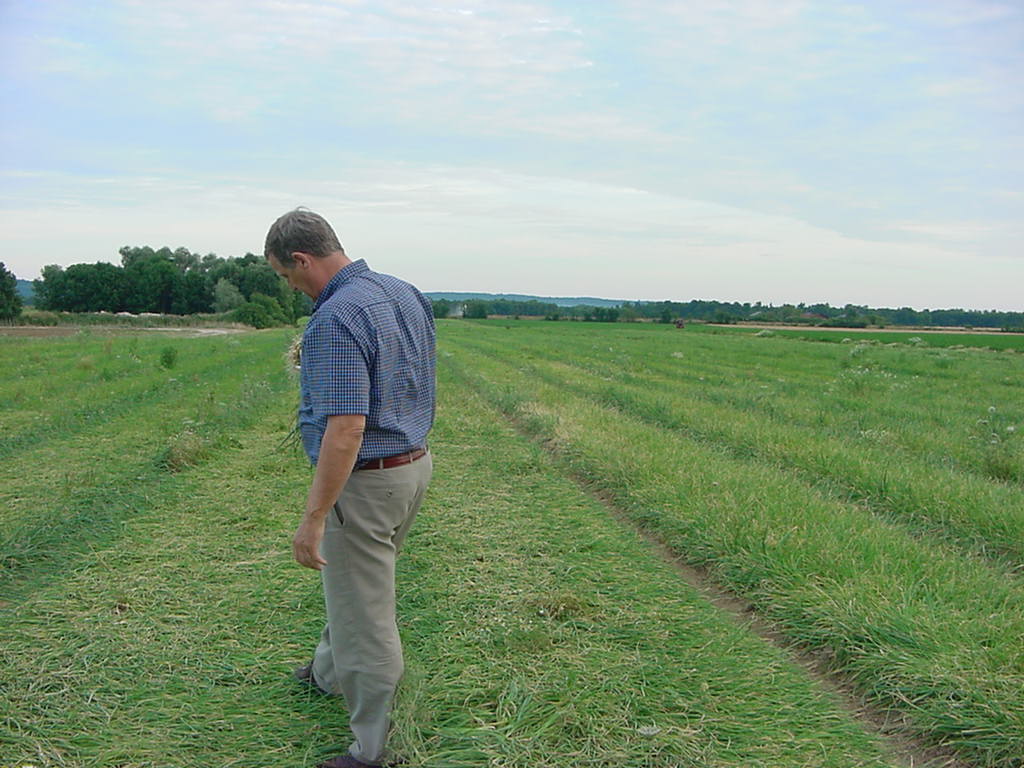 060 PICKO BELLO  ONION SETS / PLANTUIEN / STECKZWIEBEL / OIGNONS A REPIQUER