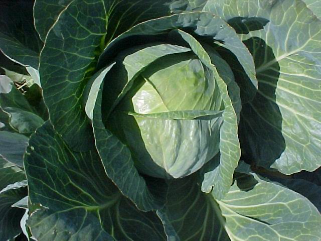 270 LANGEDIJKER FROGGY